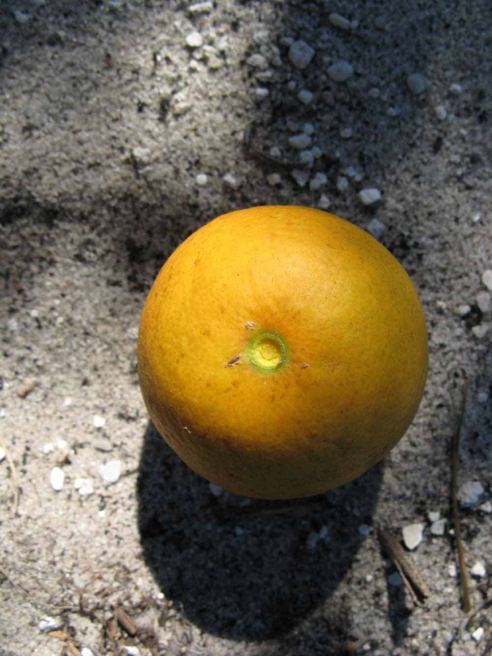              Fruit (Winter Haven, FL)       